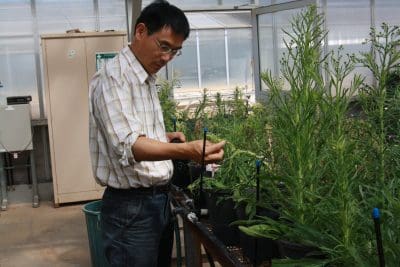 Dr Hanwen Wu has demonstrated that herbicide applications can induce dormancy in fleabane seeds, enabling seeds to evade pre-emergent herbicides and establish later in-crop when control options are minimal.