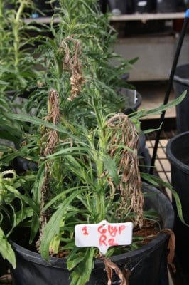 Glyphosate applied at early budding can effectively reduce seed set on the main stem of flaxleaf fleabane – a management tool that could be incorporated into an integrated weed management program over summer.