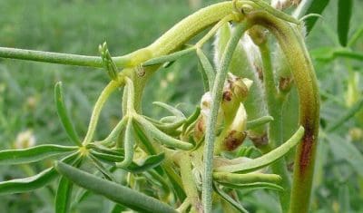 A lupin crop infected with the fungal disease, anthracnose.