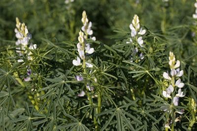 The timing of insecticide sprays in spring is critical for protecting lupin crop yields. Photo: Arthur Mostead, AM Photography.