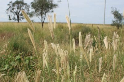 Feathertop Rhodes grass.