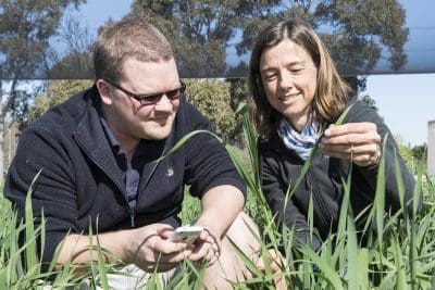 WA Department of Agriculture and Food development officer Dusty Severtson and plant virologist Brenda Coutts are using smart technology to develop new tools for grain growers to better manage pests and diseases.