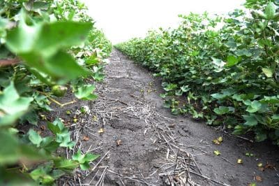 The cotton industry is gearing up to plant what could be a four million bale crop.