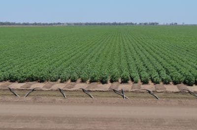Australian cotton growers have been quick to embrace Bollgard III, GM technology.