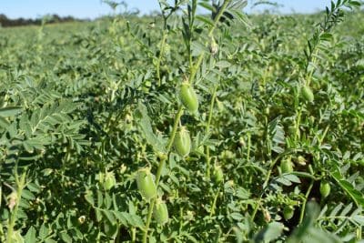 PBA Seamer chickpeas are set to be a game-changer for chickpea growers in the northern farming region.
