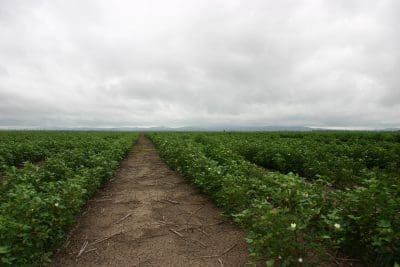 High subsoil moisture levels and attractive price comparatives have enticed many growers to re-introduce rain-fed cotton into their summer rotations this season. Photo: Cotton Australia