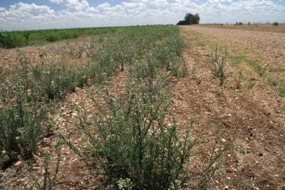 Herbicide-resistant fleabane.