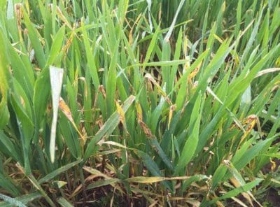 Yellowing and dying leaves in a barley crop hit by scald infection.