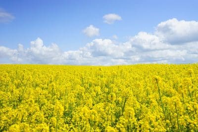 WA growers can now access GM crops approved by the Gene Technology Regulator without the need for an exemption order.