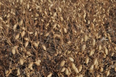 National chickpea production this year is expected to be around 1.28 million tonnes.