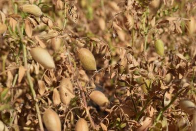 Wet, cool conditions have delayed chickpea development and harvest, making it challenging for traders to cover delivery contracts.