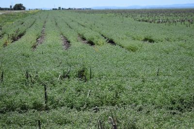 Five-year ARC project to bolster legume production to meet global food demand.