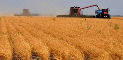 Up to one-eighth of the Australian chickpea crop will be shipped from Queensland ports.