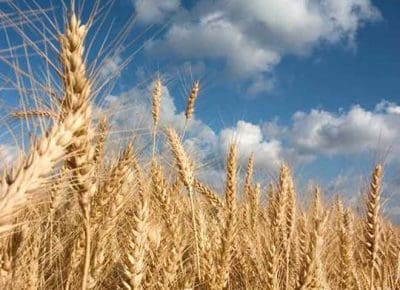 Grain exports from Russia are expected to increase 60pc by 2030.