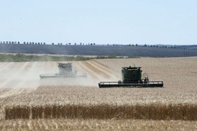 A series of frosts earlier in the season has cut 3 million tonnes from WA's winter crop forecasts as harvest moves into full swing. Photo: DAFWA