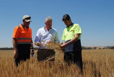 GRDC managing director, Steve Jefferies (centre), inspects frosted barley south of Kukerin with Glenn Ball and Chris Ramm, both of Dumbleyung.