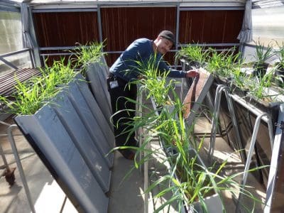 Dr Moyassar Aziz analyses root system architecture of wheat varieties.