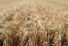 Rust-resistant wheat varieties from ICARDA have been an important source of genetic material for Australian plant breeders.