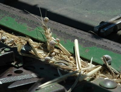 At harvest, snails present in the crop canopy (or windrows) above cutting height can often enter the header, clogging machinery and/or leading to downgraded grain quality.