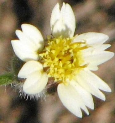 Tridax daisy flower.