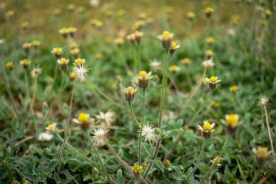 Tridax daisy is the 13th weed to develop resistance to glyphosate in Australia.