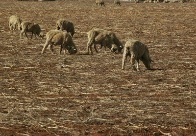 Farmers should consider all options for frost-damaged crops, including harvesting the grain for supplementation, grazing standing mature crops or turning to fallow.