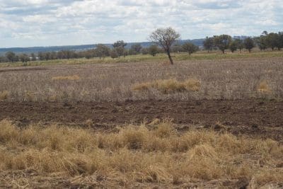 Glyphosate resistance in weeds is becoming widespread across the northern grains region, particularly around the NSW Queensland border, however these resistant weeds are often found in small patches, less than one hectare in size.