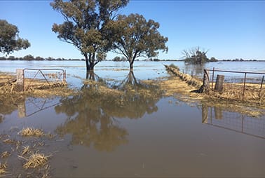 Flooding has wiped out a 300ha crop of Schooner barley on Shane and Natasha Peasley’s property southwest of Forbes. This photo was taken on October 25, and the paddock is still under up to 1m of water.