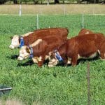 Cows with electronic collars within a virtual (and not-so virtual) fence.