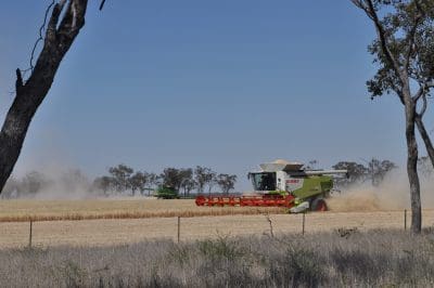 Headers are moving through one of the most promising winter crops on record.