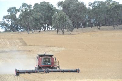 Central Queensland growers are on the lookout for replacement for Kennedy wheat.