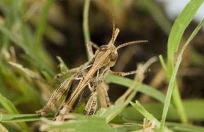 The locust threat has eased in Western Australia.