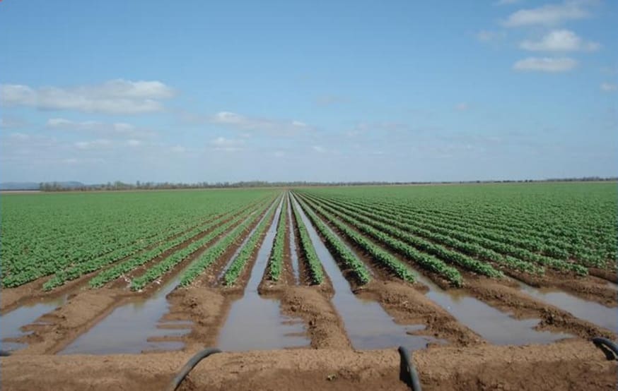 Potential exists to double the current 780ha of irrigation on Lynora Downs, near Rolleston