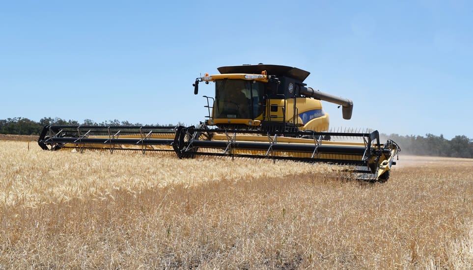 First harvest of organic wheat last week on Lagoona, Theodore. Image: Coulton's Country Photography
