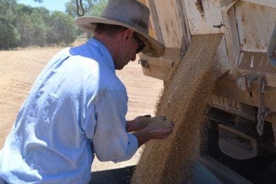 Rob Wilson checks the first harvest at Lagoona, Theodore, last week. Image: Coulton's Country Photography