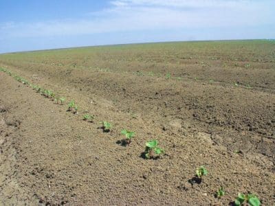 seedlings