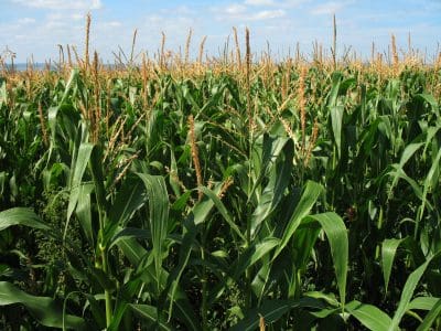 Replacing GMO corn, soybeans and cotton with conventionally bred varieties worldwide would cause a 0.27 to 2.2 per cent increase in food costs,
