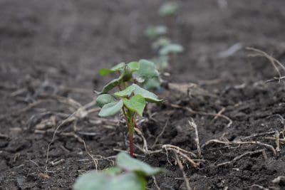 An estimated 500,000ha of cotton will be planted this season, with up to 180,00ha of that being sown as rain-fed cotton.