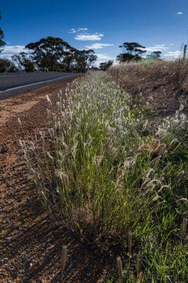 source GRDC, feathertop rhodes grass