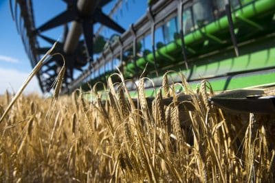 Barley yields have been very high so far this harvest, but some crops have been downgraded from malt to feed grade due to black tip.