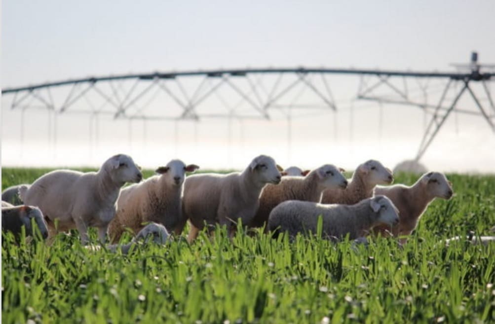 Extensive irrigation on Hortonvale, near Cunnamulla, has been used to grow forage crops for prime lamb prodcution, as well as wheat, sorghum, chickpeas, mung beans, hay and cotton.