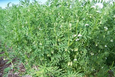 Lentil harvest is underway in Victoria's northern Mallee and NSW Riverina.