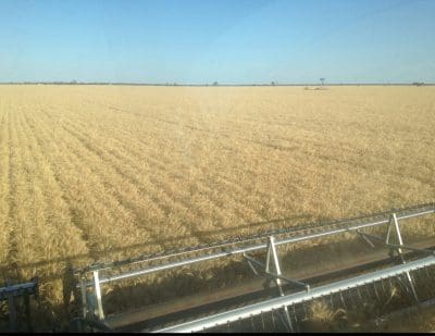 Early harvested Spitfire wheat has yielded 5.2 tonnes per hectare on Ben Hawke’s property at Come By Chance, southeast of Walgett. 