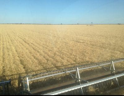 Early harvested Spitfire wheat has yielded 5.2 tonnes per hectare on Ben Hawke’s property at Come By Chance, southeast of Walgett.