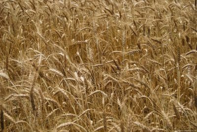 South Australia is set to harvest a record, 10.5-million-tonne winter crop.