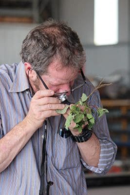 Dr Lewis Wilson inspecting cotton for pests.