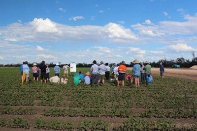 Dr Mike Bange talking pests, retention and cotton physiology at a CottonInfo IPM workshop at Boggabilla.