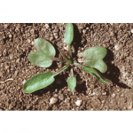 Bindweed seedling.