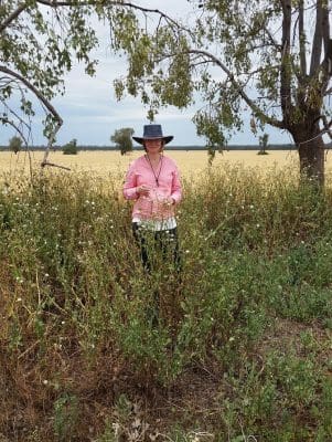 QDAF research scientist Annie van der Meulen says glyphosate resistance in common sowthistle is more widespread than previously thought. She is encouraging growers to be involved in the DAF’s herbicide resistance testing during the summer cropping season.