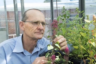 DAFWA research officer, Richard Snowball, is conducting quinoa trials in WA, as part of national research, to assess the best growing conditions for the crop.